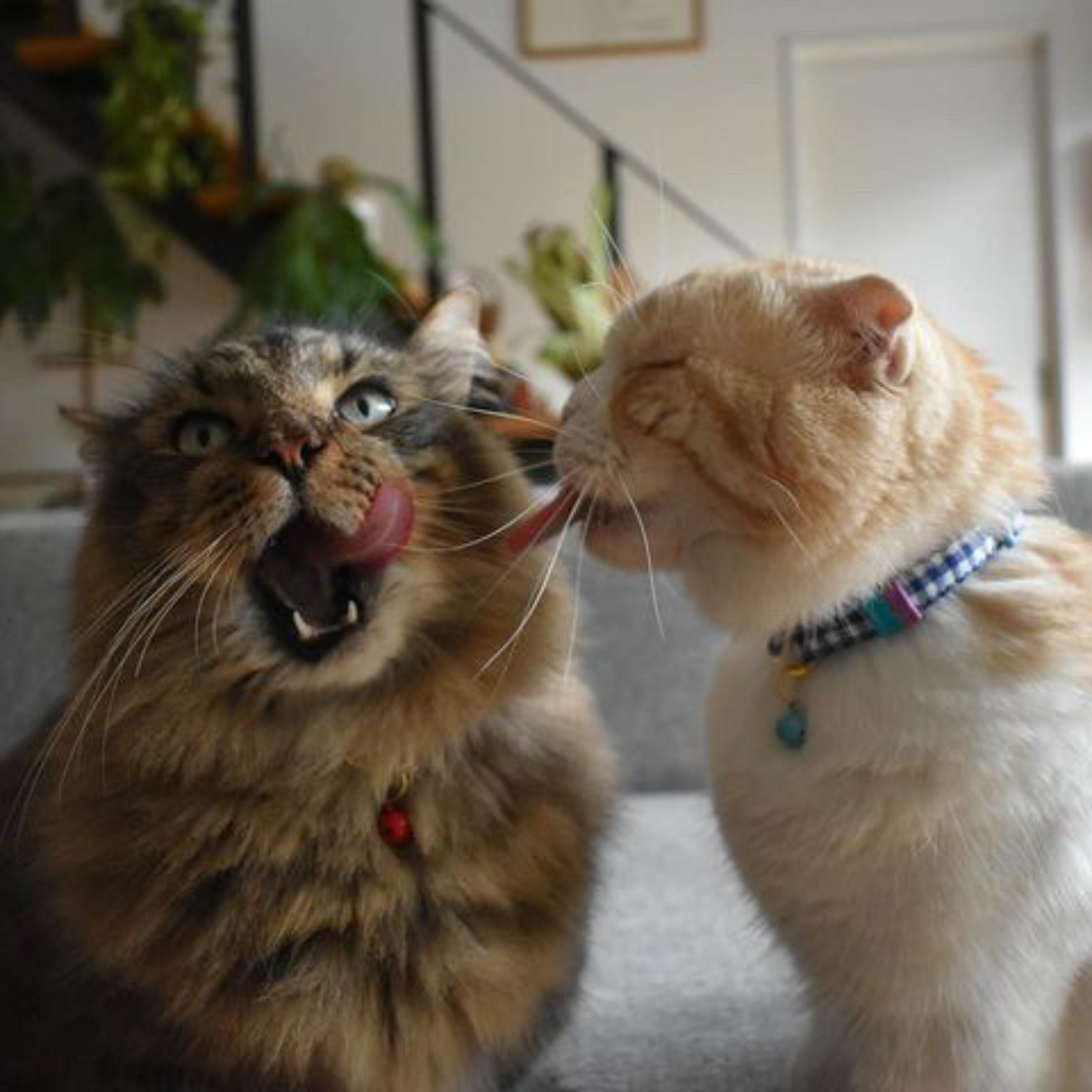 ＜猫壱＞ねこにやさしいVネック首輪 ギンガムチェック（ピンク）　ねこ画像６