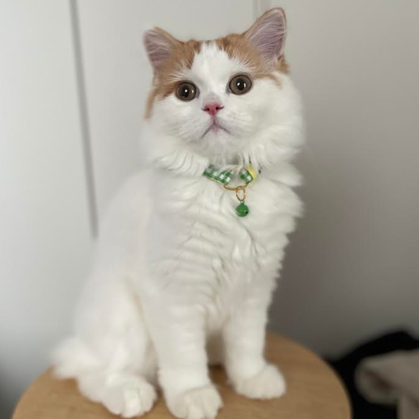 ＜猫壱＞ねこにやさしいVネック首輪  ギンガムチェック（ピンク）　ねこ画像７