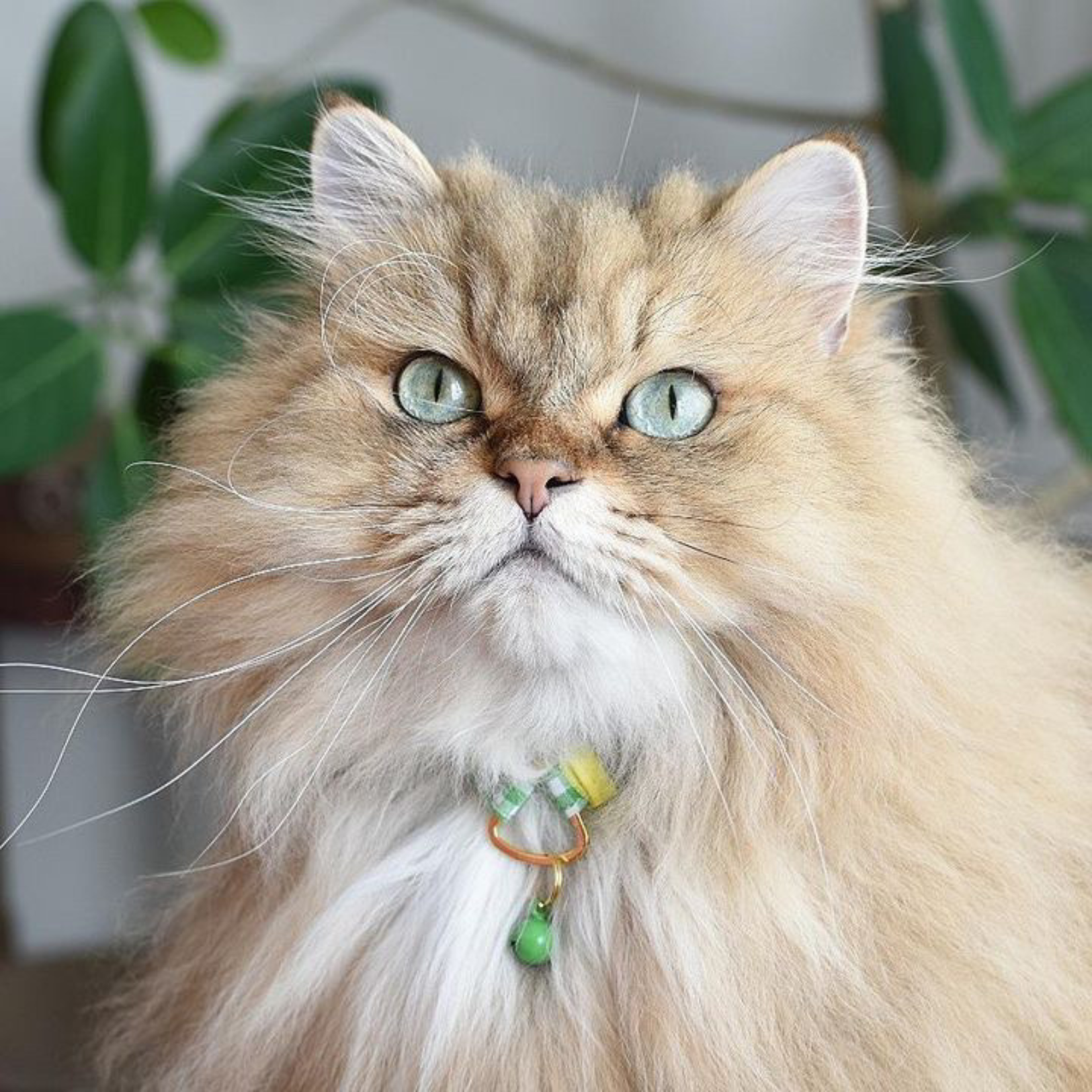 ＜猫壱＞ねこにやさしいVネック首輪  ギンガムチェック（ピンク）　ねこ画像５