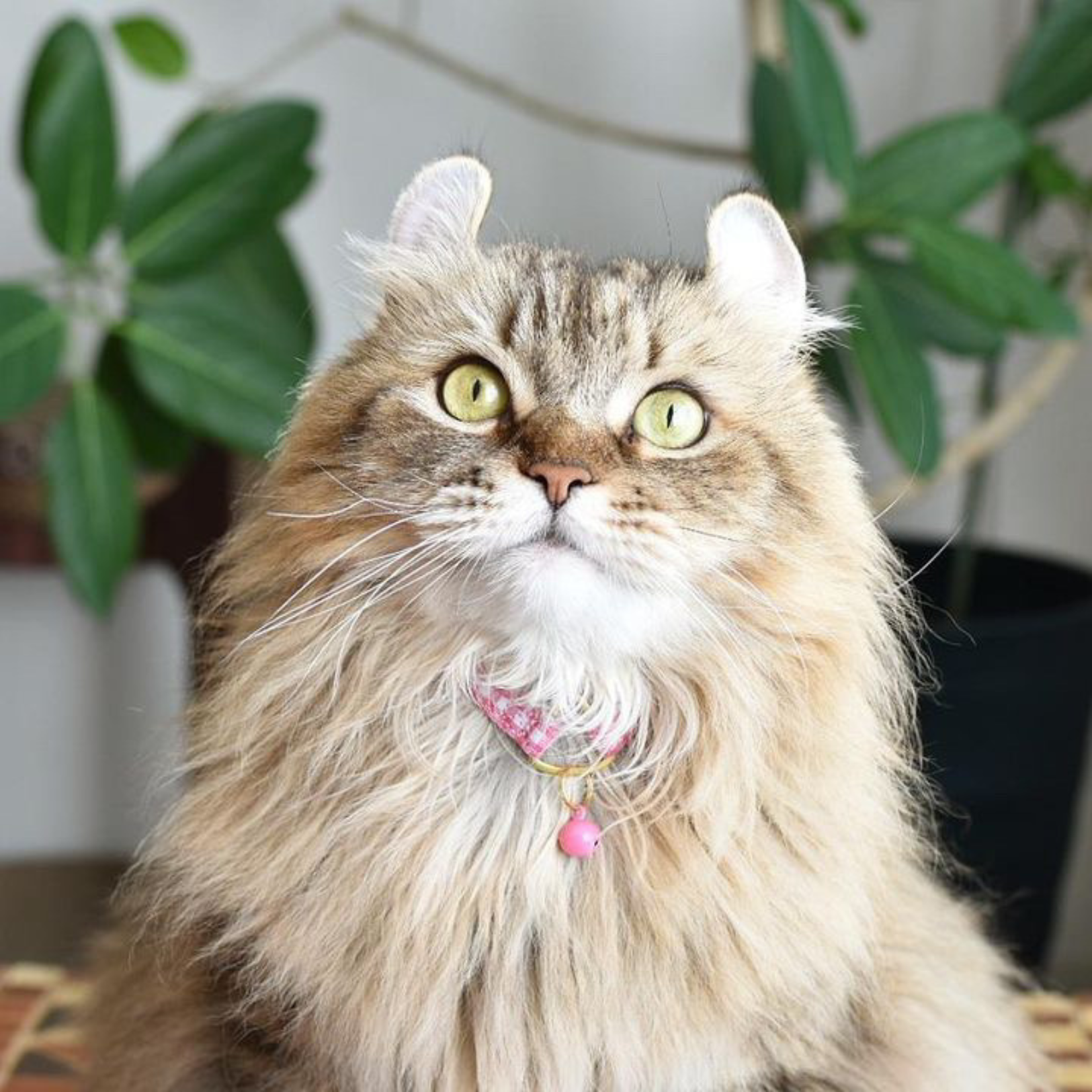 ＜猫壱＞ねこにやさしいVネック首輪  ギンガムチェック（イエローグリーン）　ねこ画像５