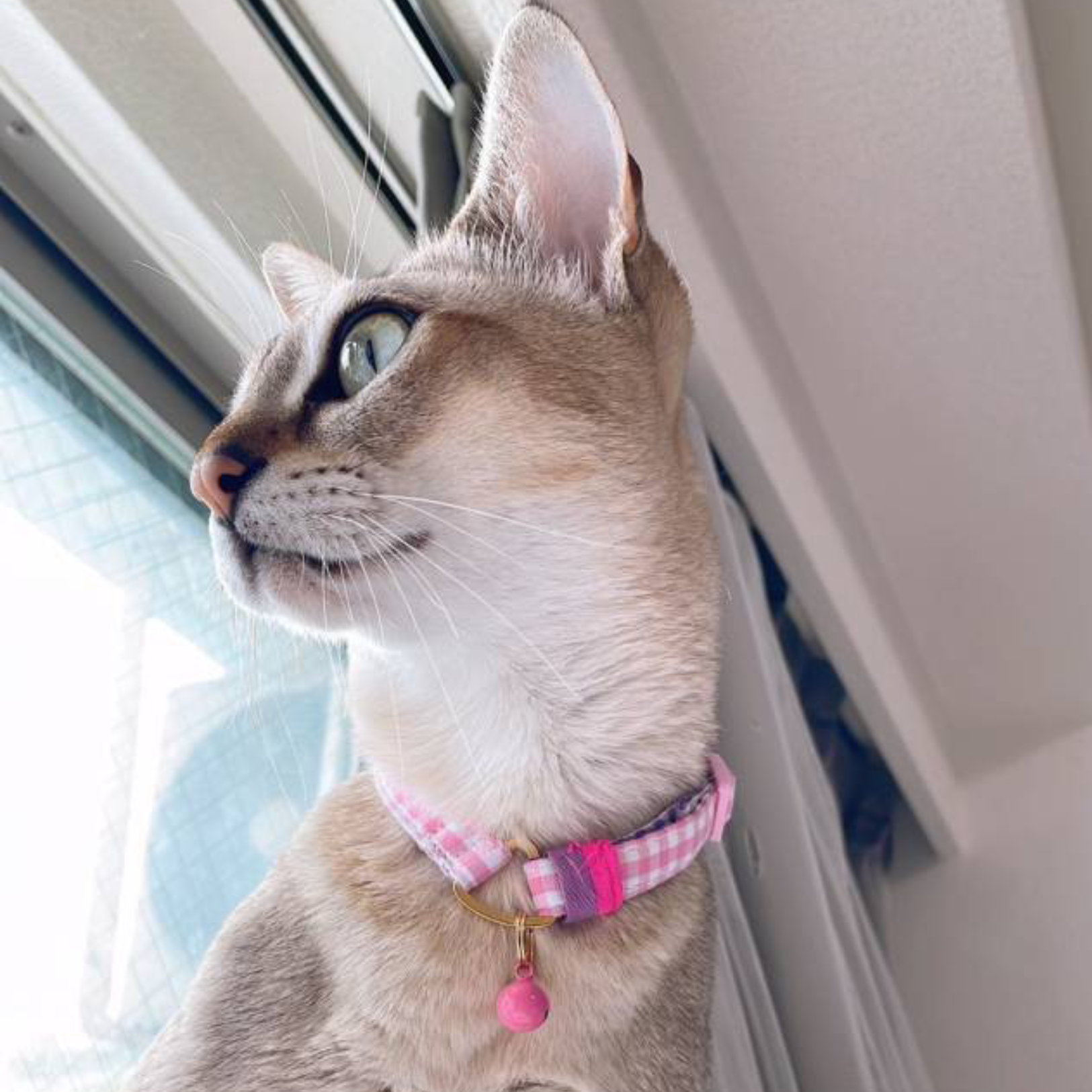 ＜猫壱＞ねこにやさしいVネック首輪 ギンガムチェック（イエローグリーン）　ねこ画像４