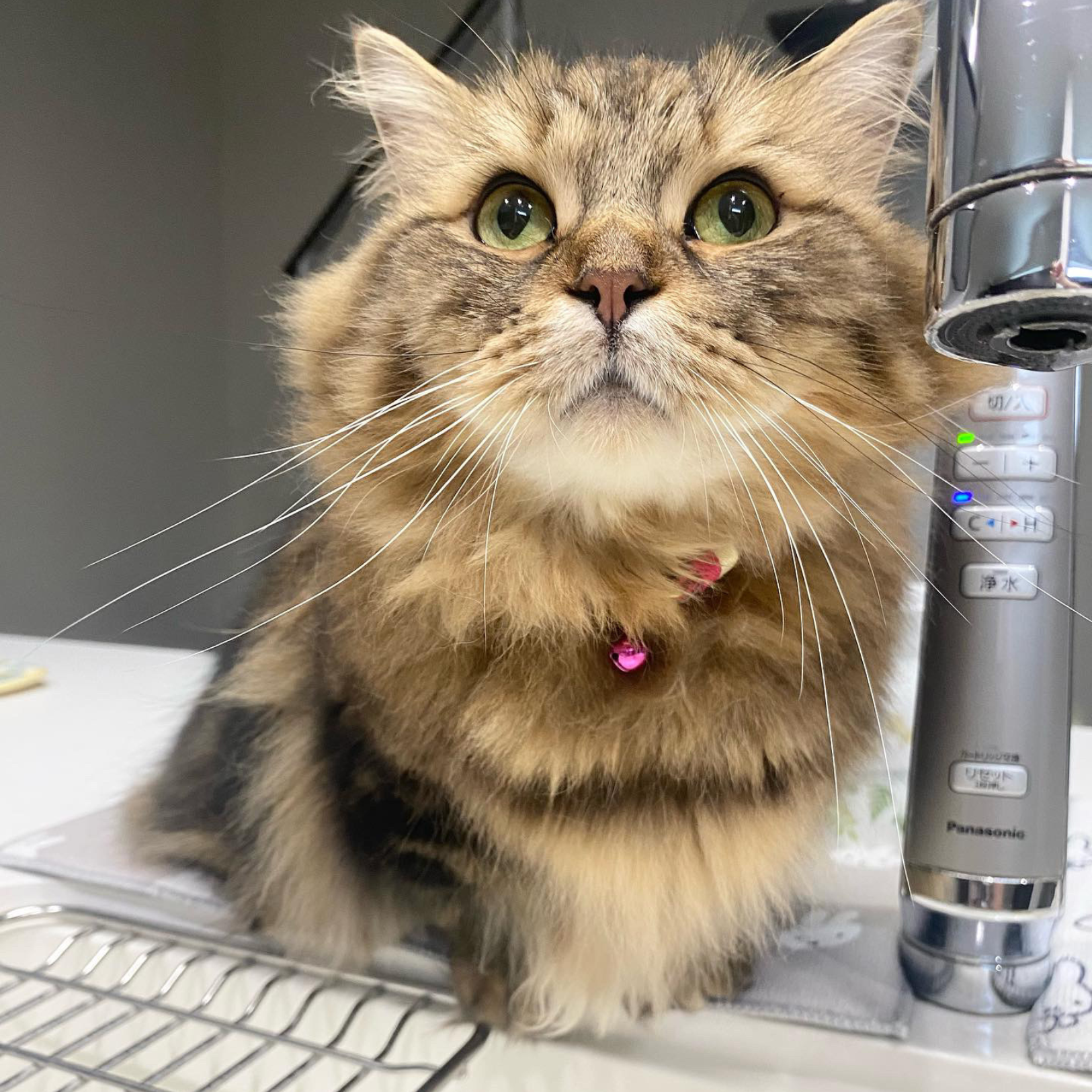 ＜猫壱＞ねこにやさしいVネック首輪  グレンチェック（ブラック）　ねこ画像７