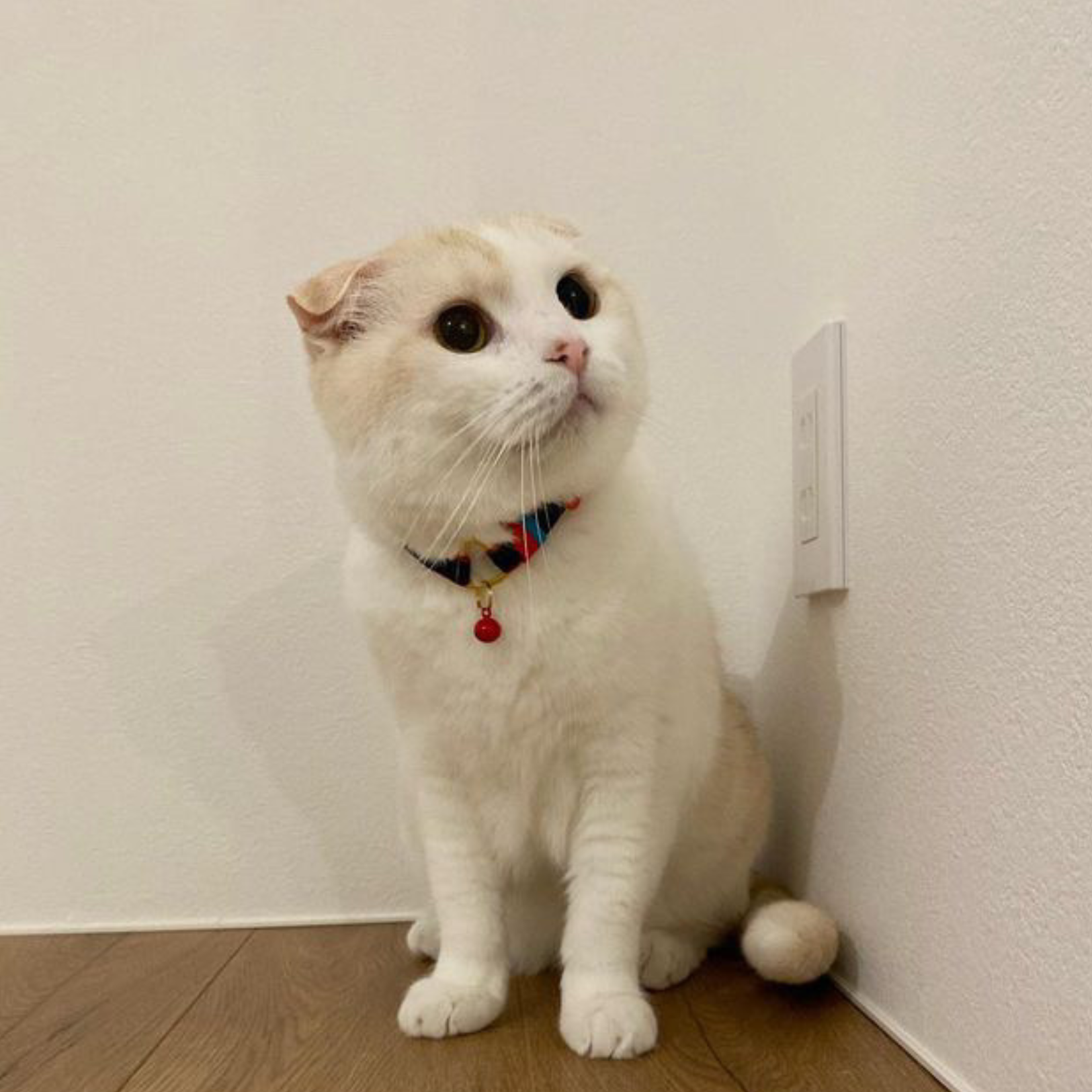 ＜猫壱＞ねこにやさしいVネック首輪  グレンチェック（ブラック）　ねこ画像５