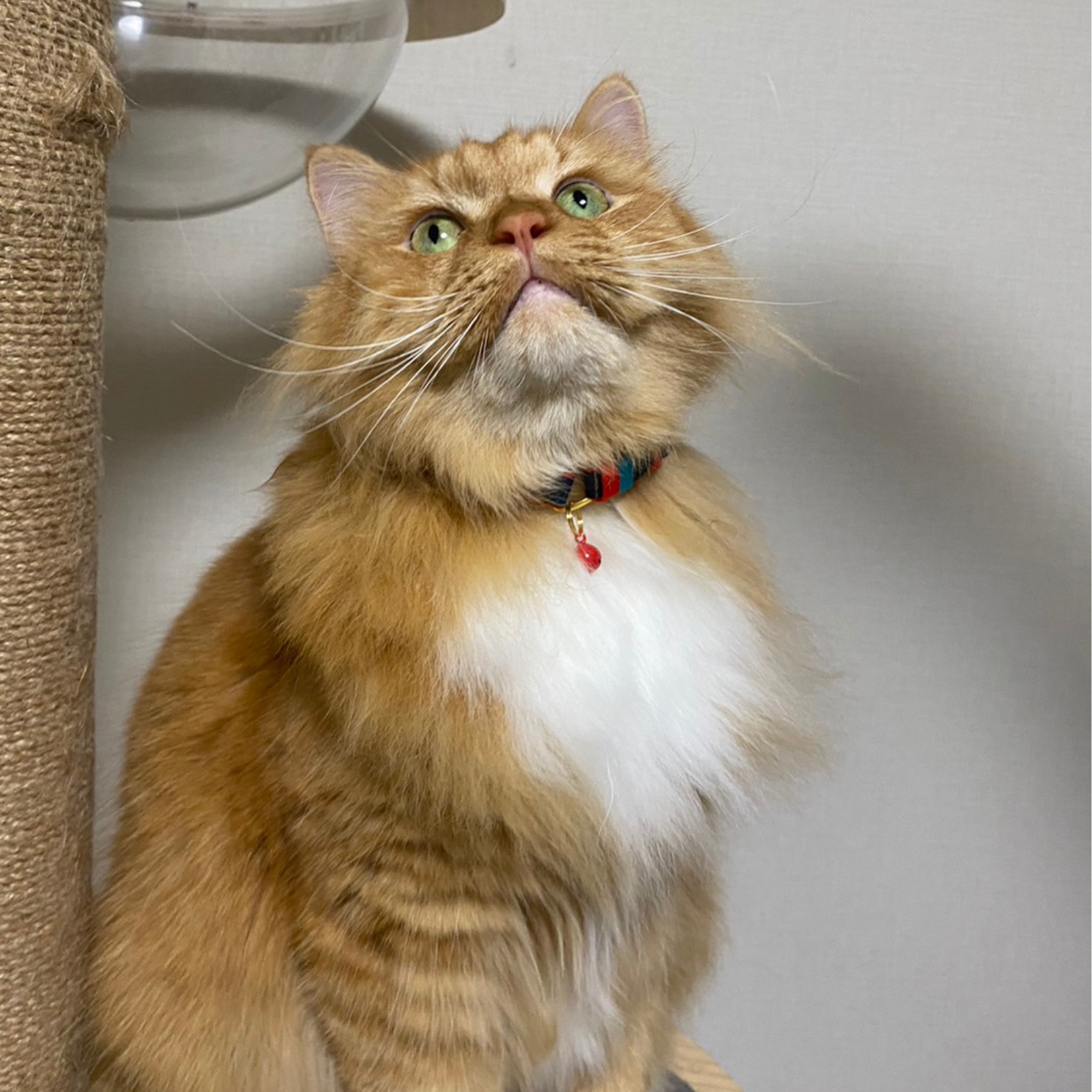 ＜猫壱＞ねこにやさしいVネック首輪 タータンチェック（ダークグリーン）　ねこ画像４