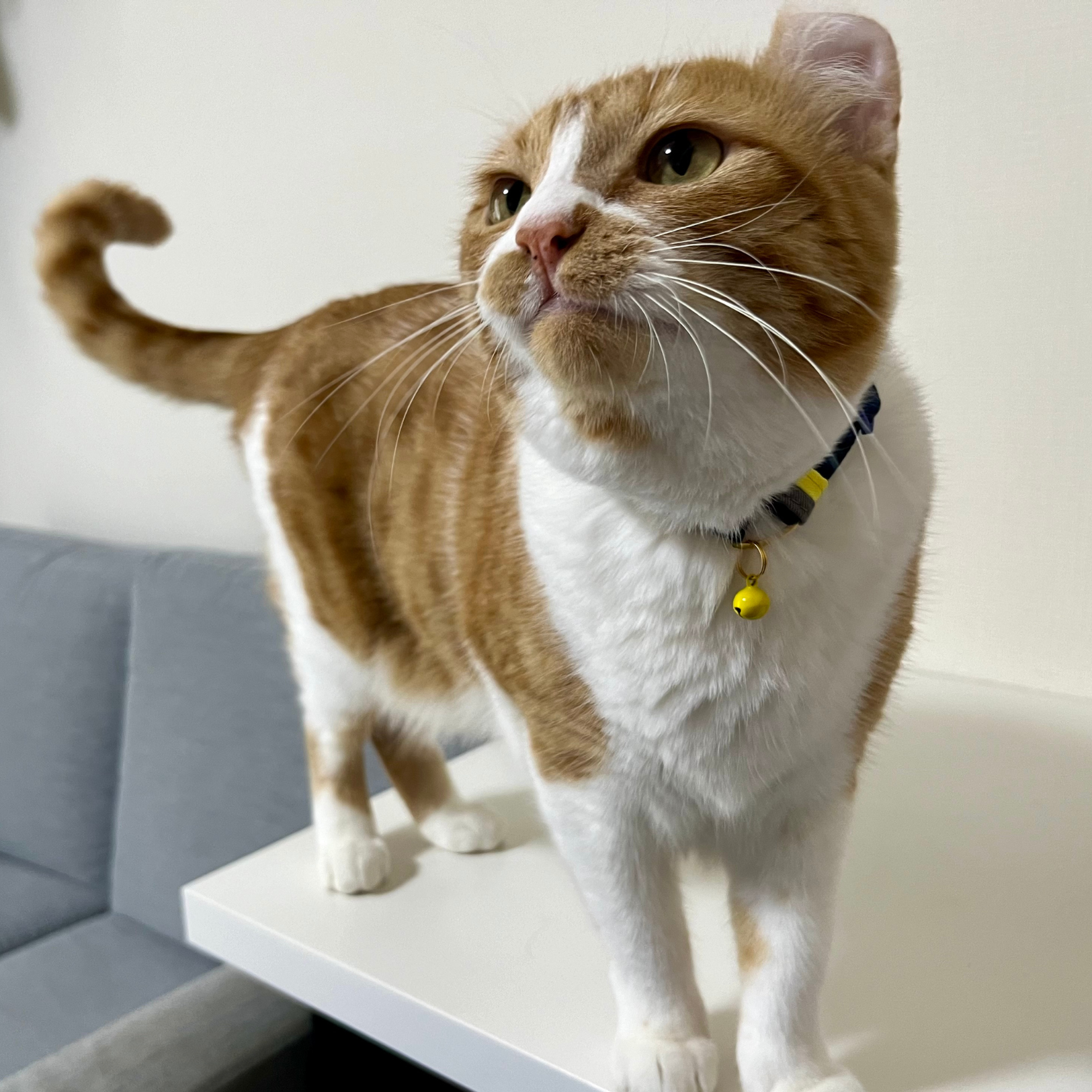 ＜猫壱＞ねこにやさしいVネック首輪   ストライプ（ホワイト／グレー）　ねこ画像６