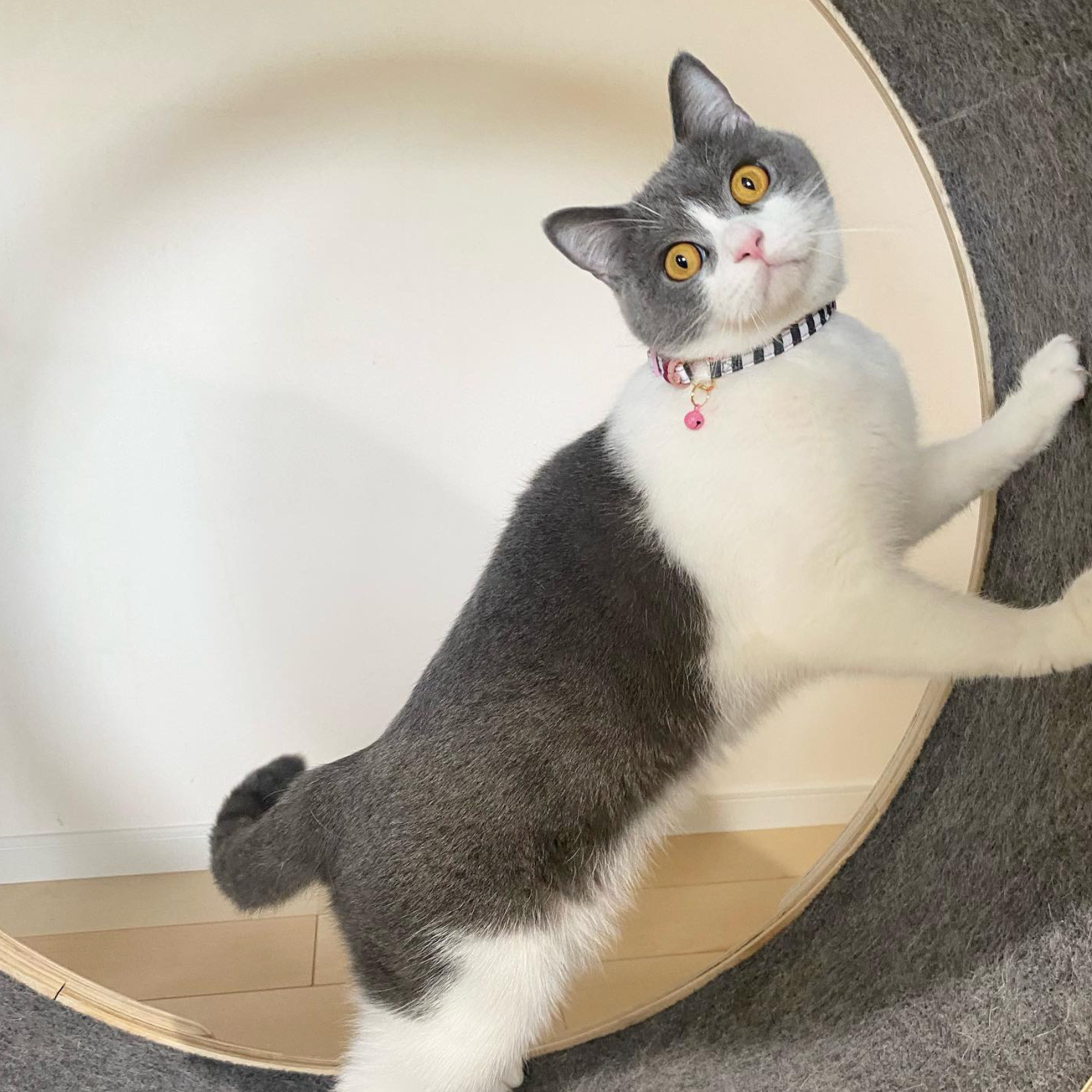 ＜猫壱＞ねこにやさしいVネック首輪  ストライプ（ホワイト／グレー）　ねこ画像４