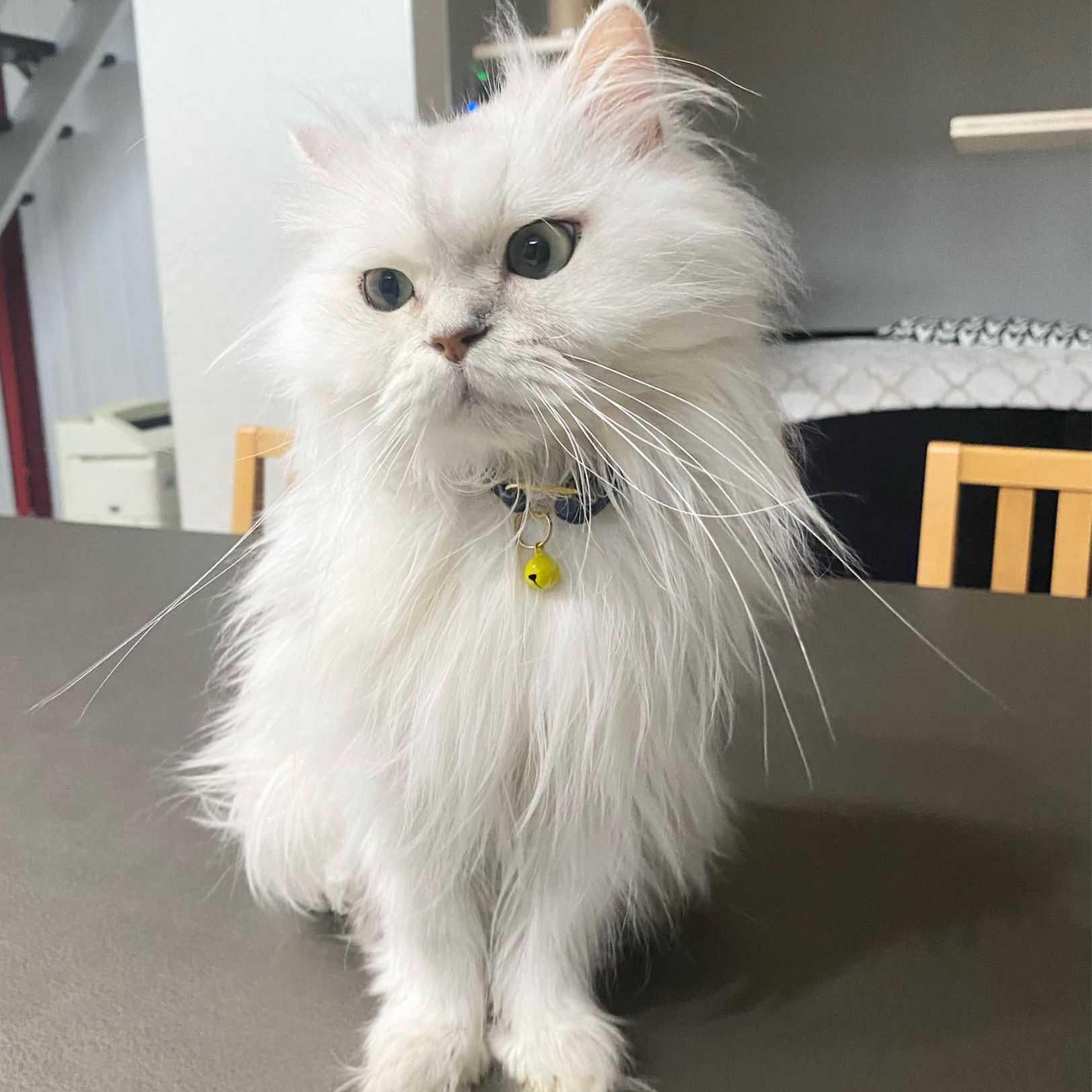 ＜猫壱＞ねこにやさしいVネック首輪   ストライプ（ネイビー／ブラック）　ねこ画像７