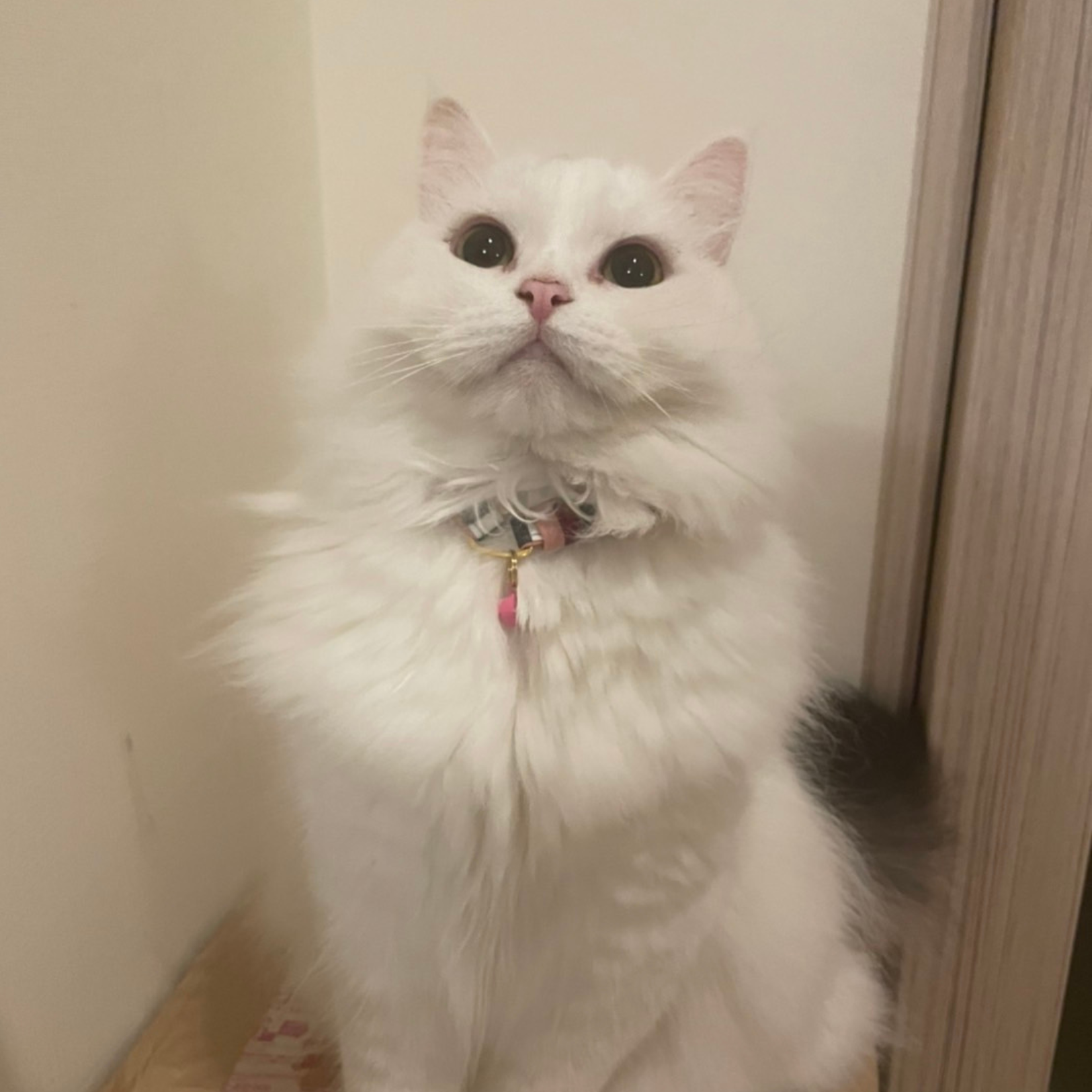 ＜猫壱＞ねこにやさしいVネック首輪   ストライプ（ネイビー／ブラック）　ねこ画像５