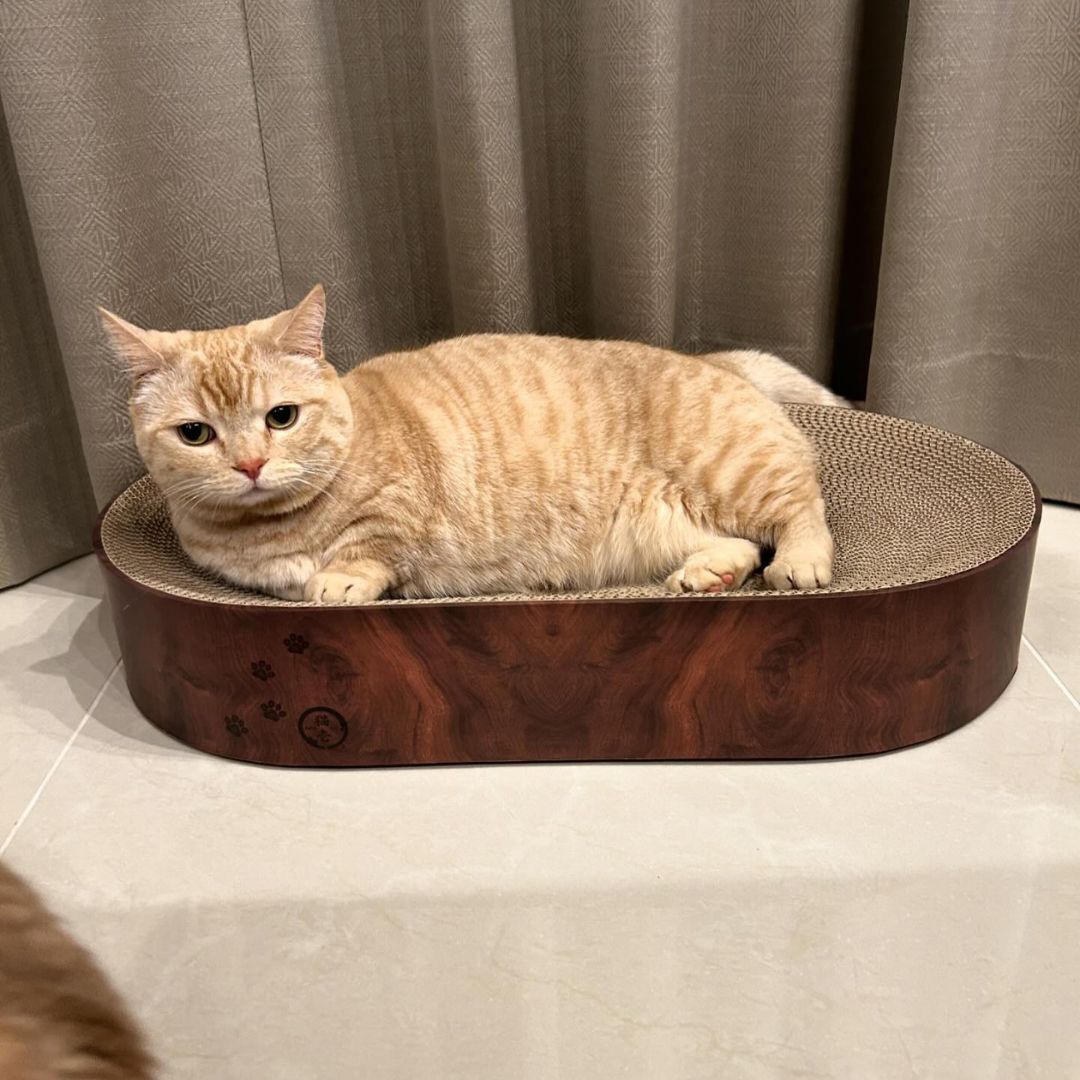 ＜猫壱＞爪とぎ　ダンボール爪とぎ　バリバリボウルXL オーバル　ダークブラウン　猫ちゃん使用画像３