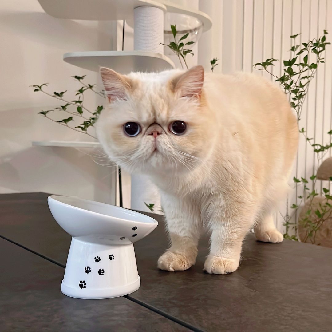 ＜猫壱＞猫用食器　脚付食器　ハッピーダイニング 猫用　脚付にゃにゃめフードボウル　レギュラー　猫柄 　猫ちゃん利用図４