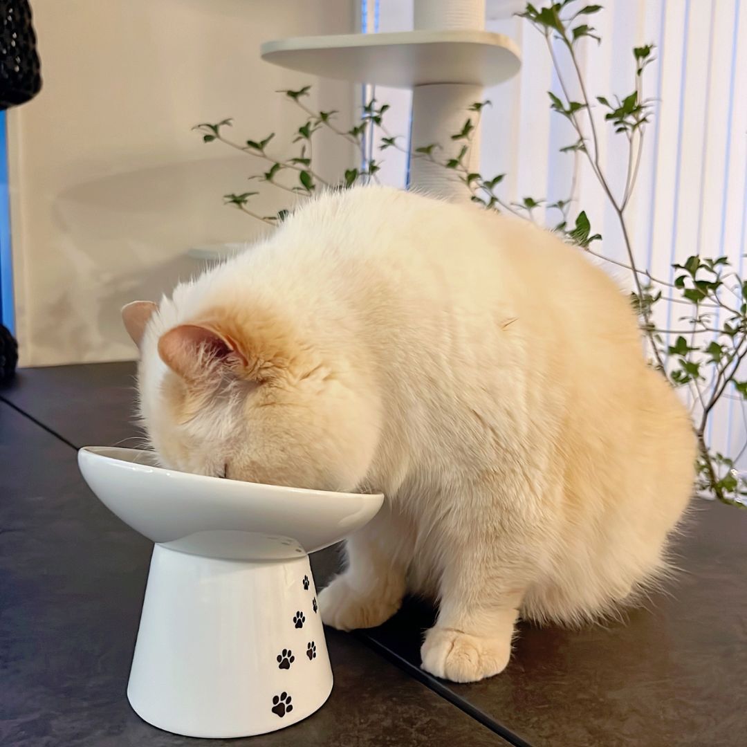 ＜猫壱＞猫用食器　脚付食器　ハッピーダイニング 猫用　脚付にゃにゃめフードボウル　レギュラー　猫柄　猫ちゃん利用図1