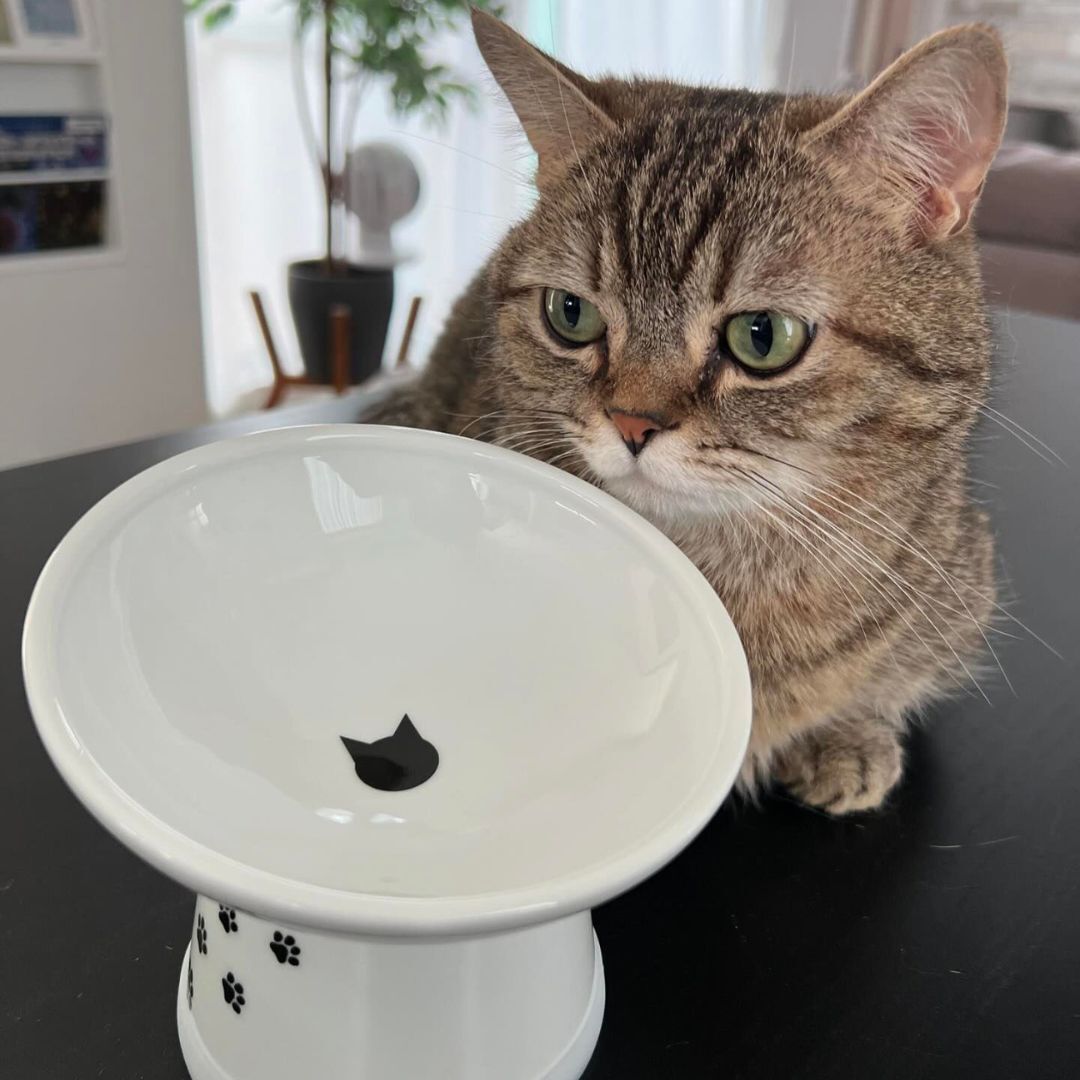 ＜猫壱＞猫用食器　脚付食器　ハッピーダイニング 猫用　脚付にゃにゃめフードボウル　レギュラー　猫柄　猫ちゃん利用図２
