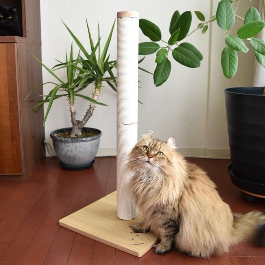 ＜猫壱＞猫用つめとぎ　タテ型つめとぎ　バリバリつめとぎポール ウッドプレミアム レギュラー 紙縄 ライトブラウン 猫ちゃんと一緒1