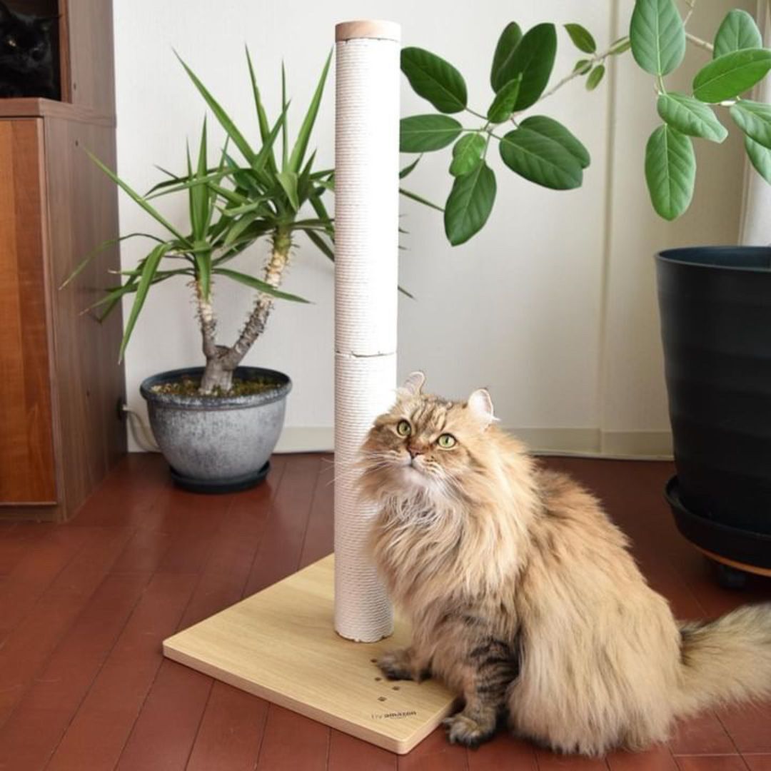 ＜猫壱＞猫用つめとぎ　タテ型つめとぎ　バリバリつめとぎポール ウッドプレミアム レギュラー 紙縄 ダークブラウン　　猫ちゃんと一緒3