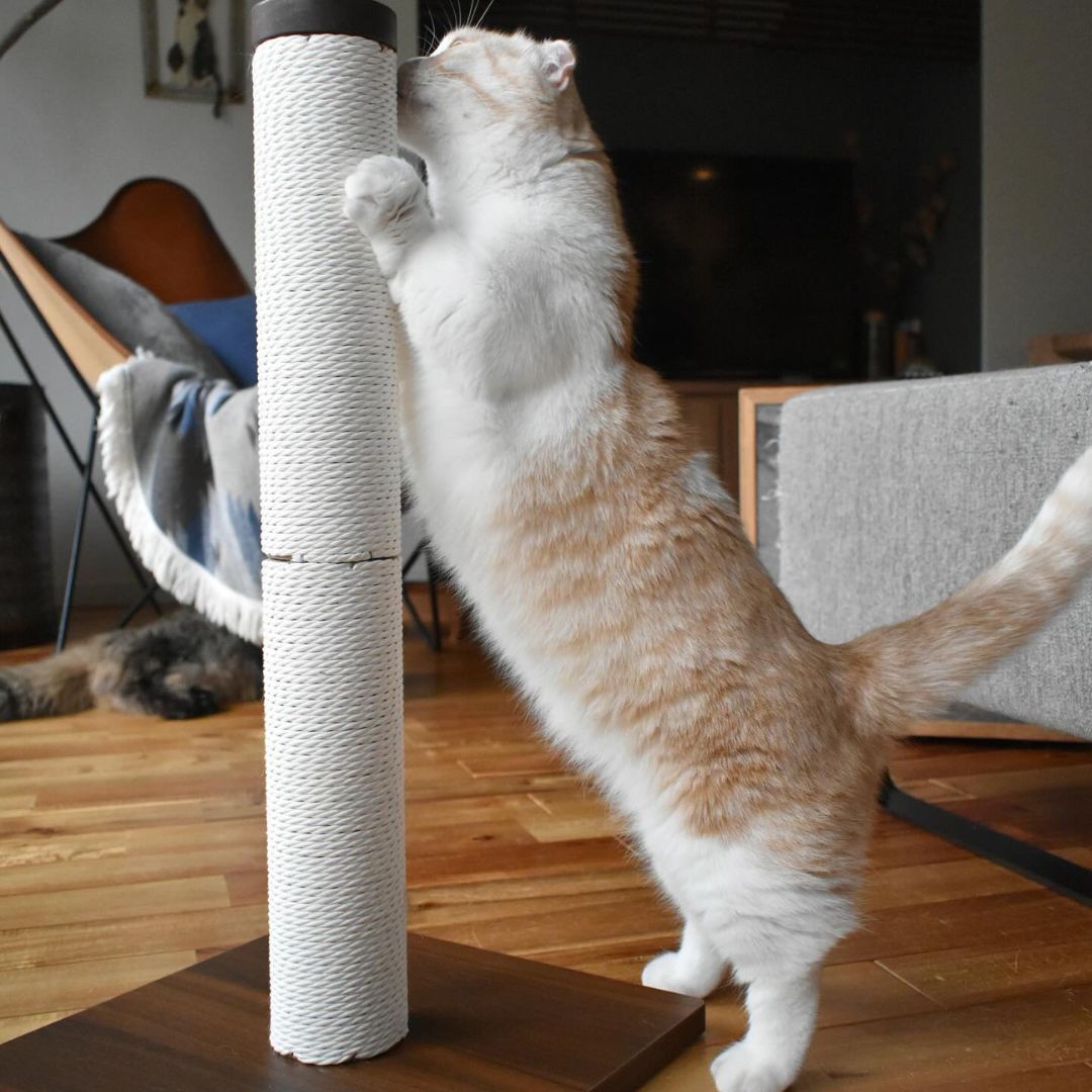 ＜猫壱＞猫用つめとぎ　タテ型つめとぎ　バリバリつめとぎポール ウッドプレミアム レギュラー 紙縄 ダークブラウン　 　猫ちゃんと一緒1