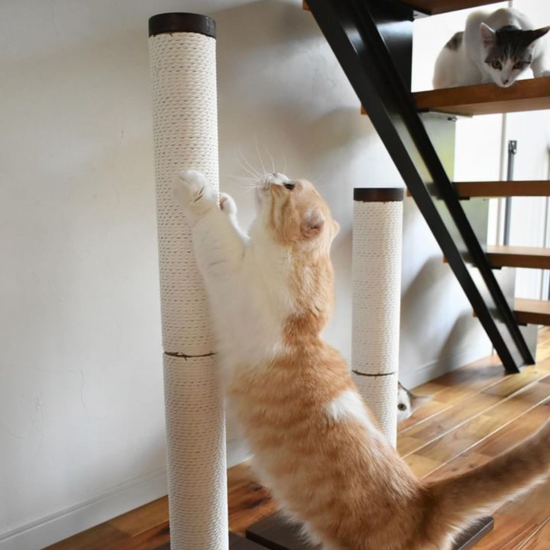 ＜猫壱＞猫用つめとぎ　タテ型つめとぎ　バリバリつめとぎポール ウッドプレミアム Lサイズ 紙縄 ダークブラウン　猫ちゃんと一緒4