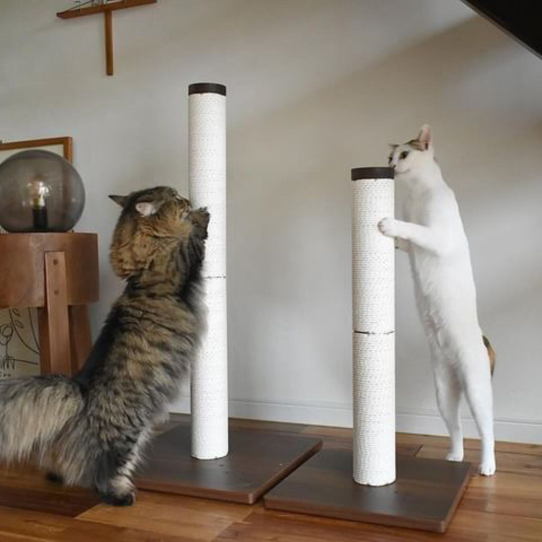 ＜猫壱＞猫用つめとぎ　バリバリつめとぎポール ウッドプレミアム Lサイズ 交換用つめとぎ 紙縄 ホワイト　猫ちゃん使用画像3