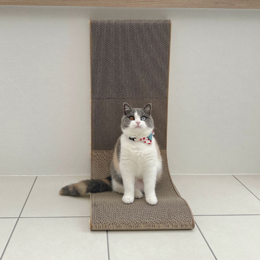 ＜猫壱＞爪とぎ　ダンボール　バリバリボード ウッドプレミアム ライトブラウン レギュラー　猫ちゃん使用画像2