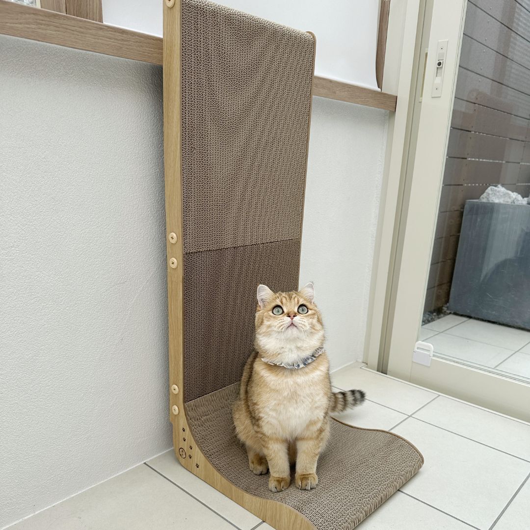 ＜猫壱＞爪とぎ　ダンボール　バリバリボード ウッドプレミアム ライトブラウン レギュラー　猫ちゃん使用画像4