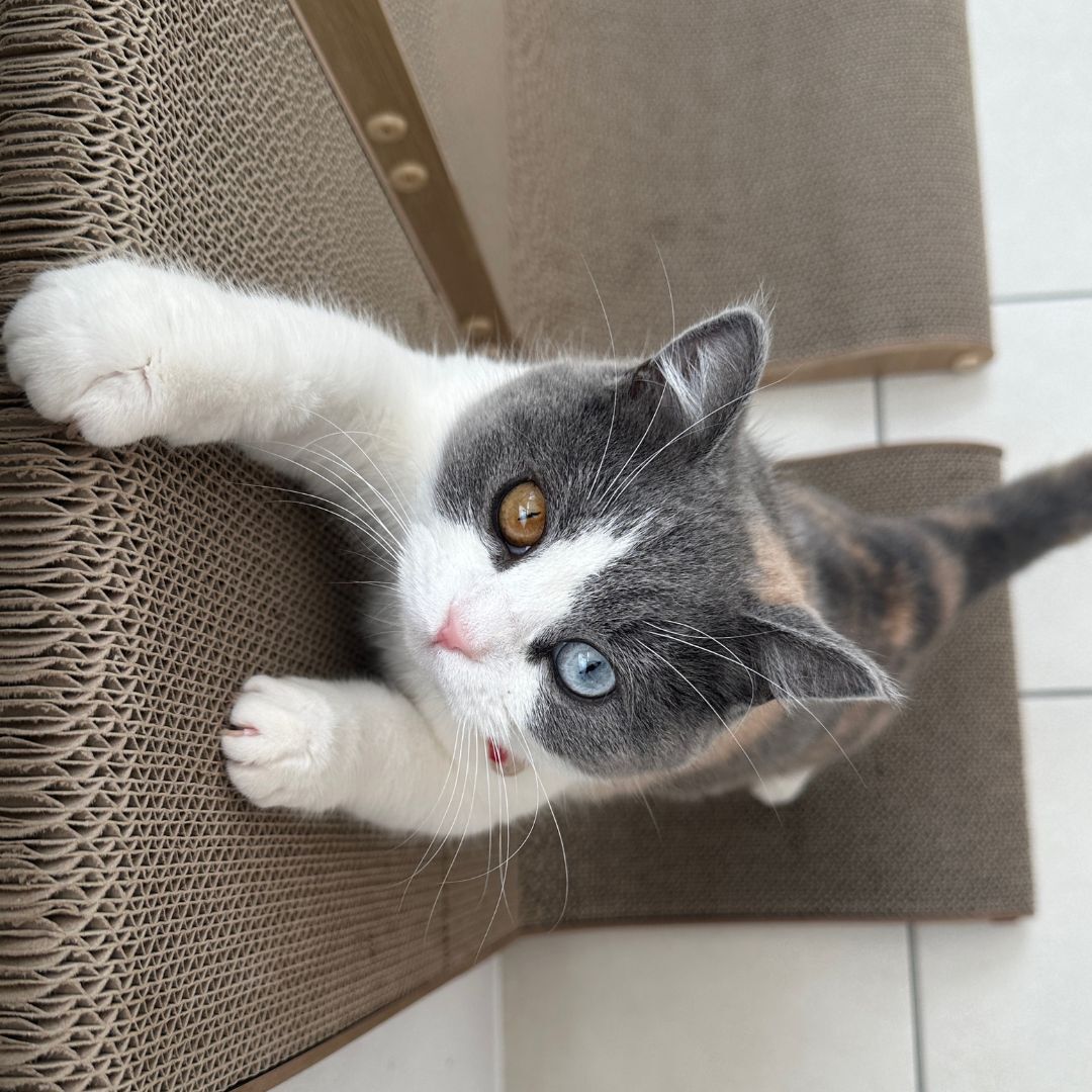 ＜猫壱＞爪とぎ　ダンボール　L字爪とぎ　バリバリボード ウッドプレミアム レギュラー ダークブラウン　猫ちゃん使用画像3