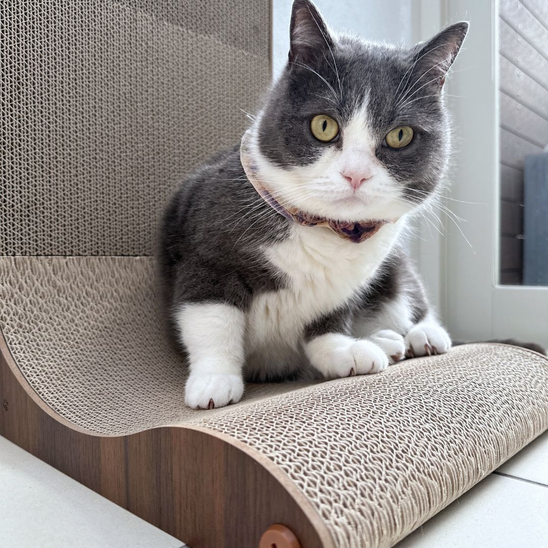 ＜猫壱＞爪とぎ　ダンボール　L字爪とぎ　バリバリボード ウッドプレミアム レギュラー ダークブラウン　猫ちゃん使用画像4