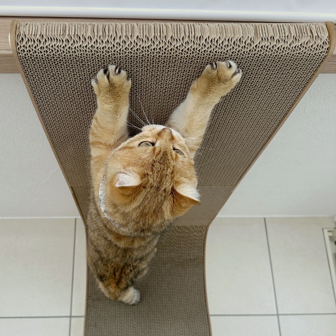 ＜猫壱＞爪とぎ　ダンボール　L字爪とぎ　バリバリボード ウッドプレミアム 交換用つめとぎ レギュラー　猫ちゃん使用画像4