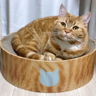 ＜猫壱＞バリバリボウル 茶トラ　カインズ限定　猫ちゃん使用画像2