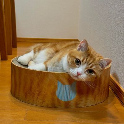 ＜猫壱＞バリバリボウル 茶トラ　カインズ限定　猫ちゃん使用画像3