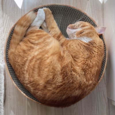 ＜猫壱＞バリバリボウル 茶トラ　カインズ限定　猫ちゃん使用画像4