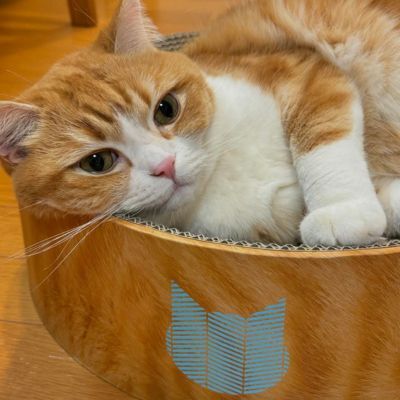 ＜猫壱＞バリバリボウル 茶トラ　カインズ限定　猫ちゃん使用画像１