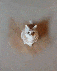 ＜猫壱＞猫用食器　食器用スポンジ　ヌルヌル汚れも洗剤なしでキレイに落とす食器用スポンジ４個パック　　GIFアニメ