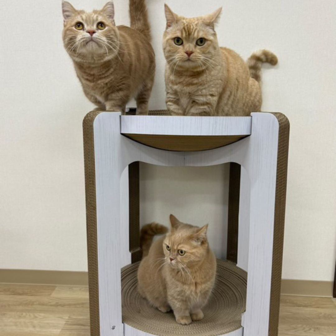 ＜猫壱＞爪とぎ　ダンボール　バリバリボウルタワー　チャーム限定　猫ちゃん使用画像2