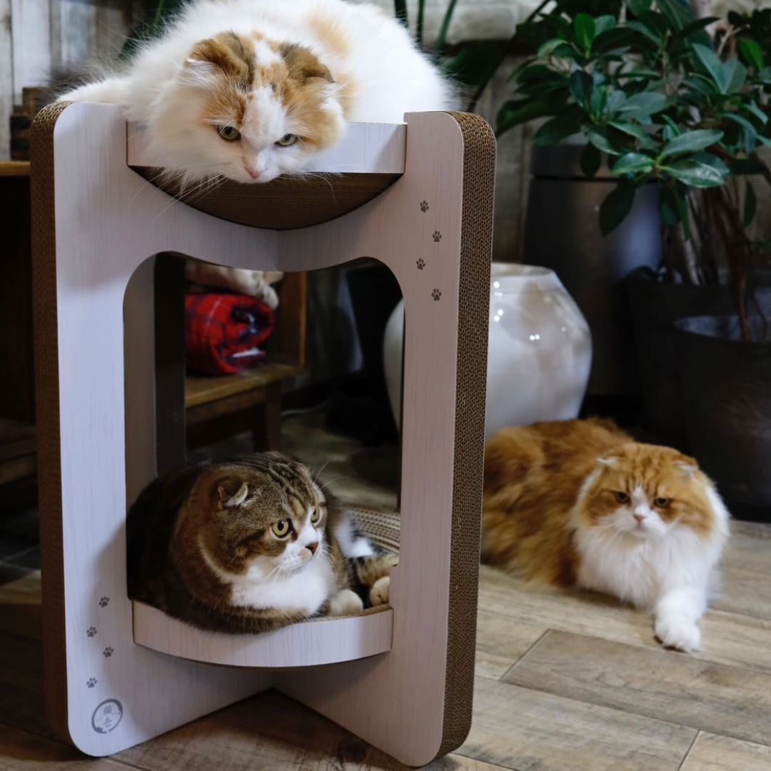 ＜猫壱＞爪とぎ　ダンボール　バリバリボウルタワー　チャーム限定　猫ちゃん使用画像4