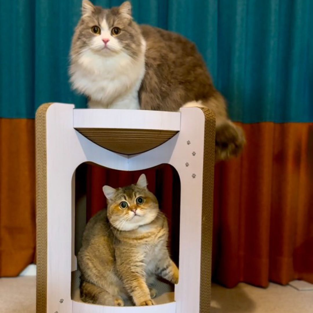 ＜猫壱＞爪とぎ　ダンボール　バリバリボウルタワーXL　チャーム限定　猫ちゃん使用画像3