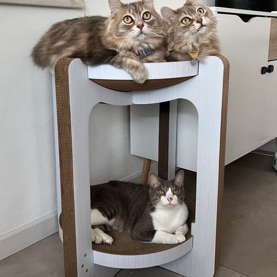 1＜猫壱＞爪とぎ　ダンボール　バリバリボウルタワーXL　チャーム限定　猫ちゃん使用画像1