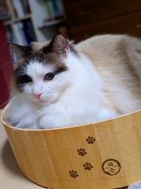 猫は猫壱で丸くなる