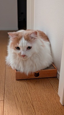 ワンサイズ大きいの買おうね🤣