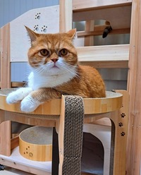 我が家のバリバリコーナー