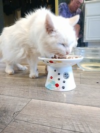 Star loves their new feeding bowl...^^