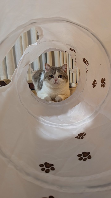 猫壱さんのトンネル大好き