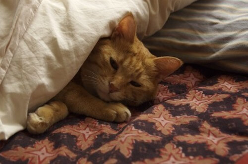 パスツレラ症の症状とは｜猫壱（ねこいち・ネコイチ）