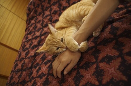 重篤な持病のある方は気をつけよう｜猫壱（ねこいち・ネコイチ）