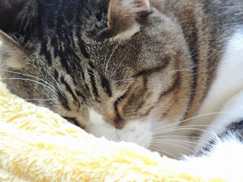 もしかして急性腎不全かも？｜猫壱（ねこいち・ネコイチ）