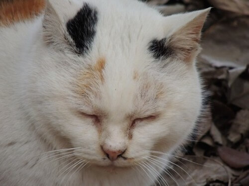 急性腎不全の時の対処法は？｜猫壱（ねこいち・ネコイチ）