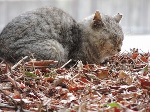 理由がわからない場合の対処法は？｜猫壱（ねこいち・ネコイチ）