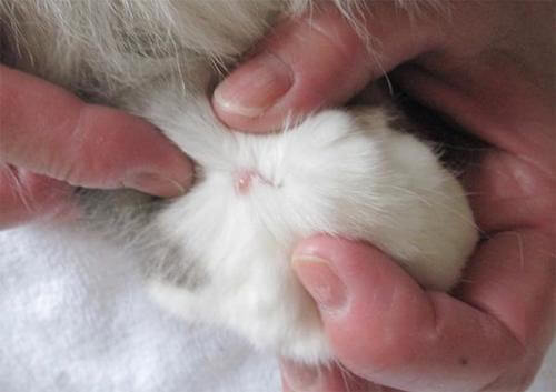 肥満細胞腫とは？｜猫壱（ねこいち・ネコイチ）